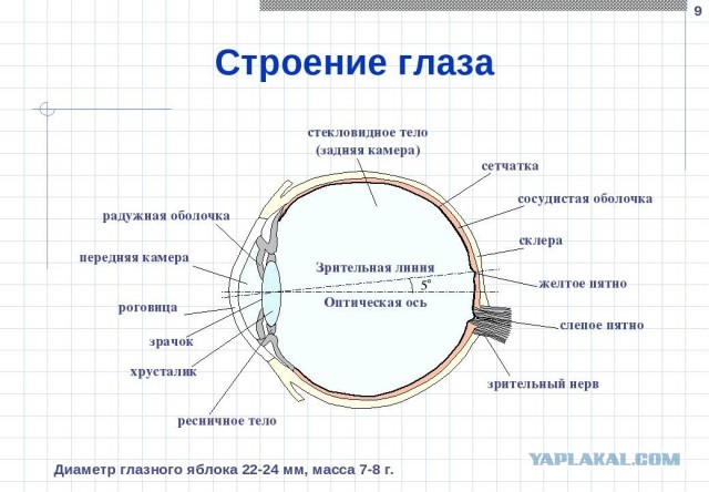Думал нас Маша за дураков держит