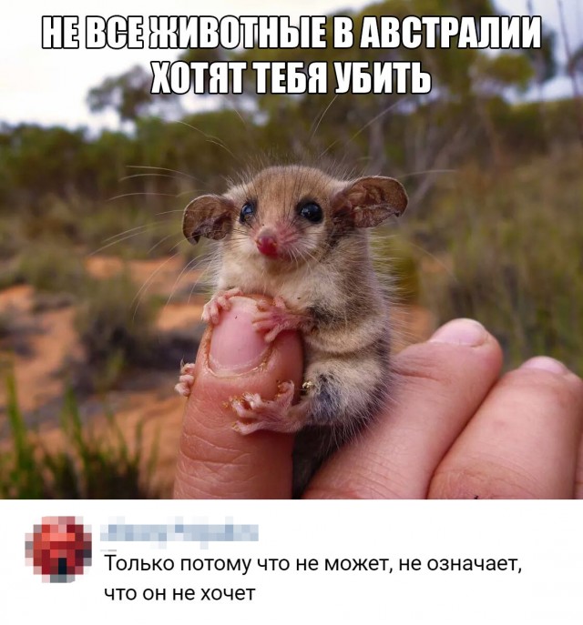 Сахарная сумчатая летяга