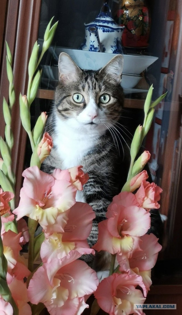 Котовторник