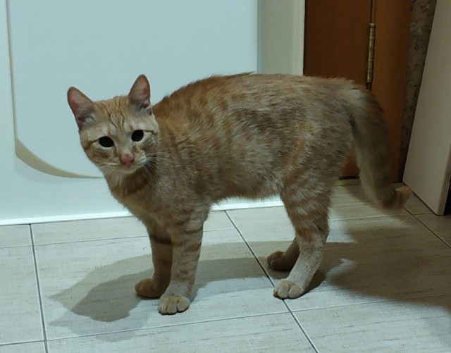 Нефотогеничный кот