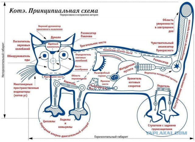 Как устроен кот изнутри