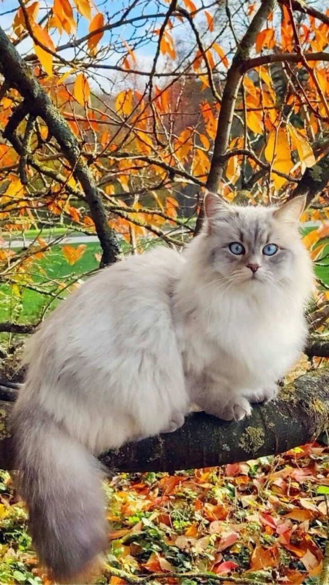 Осенний кот