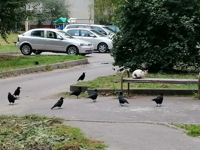 Потому что мы банда..)