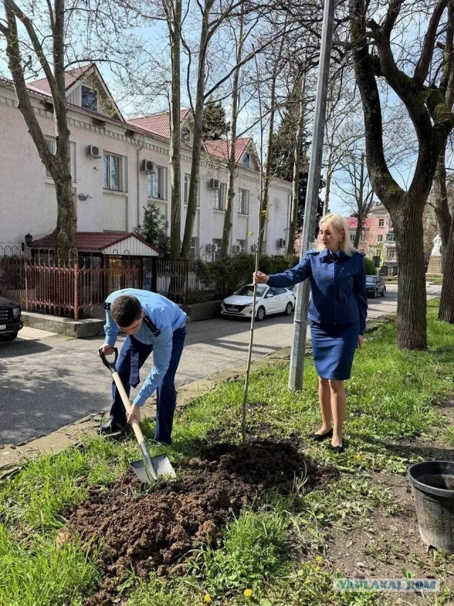 В Туапсе приняли решение озеленить город, для улучшения экологической обстановки