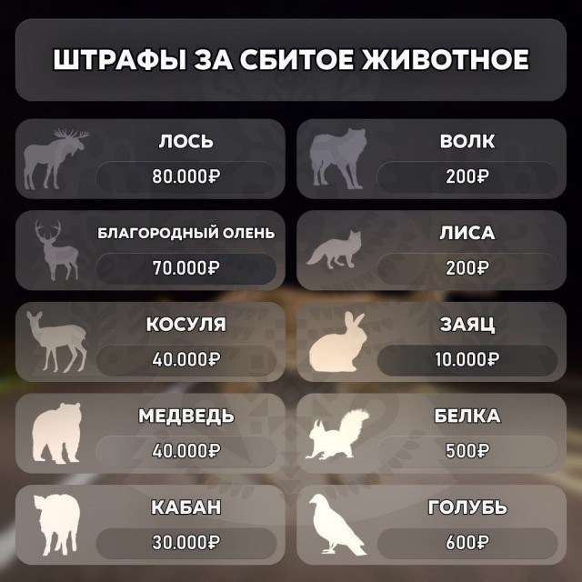 Штраф за сбитого голубя