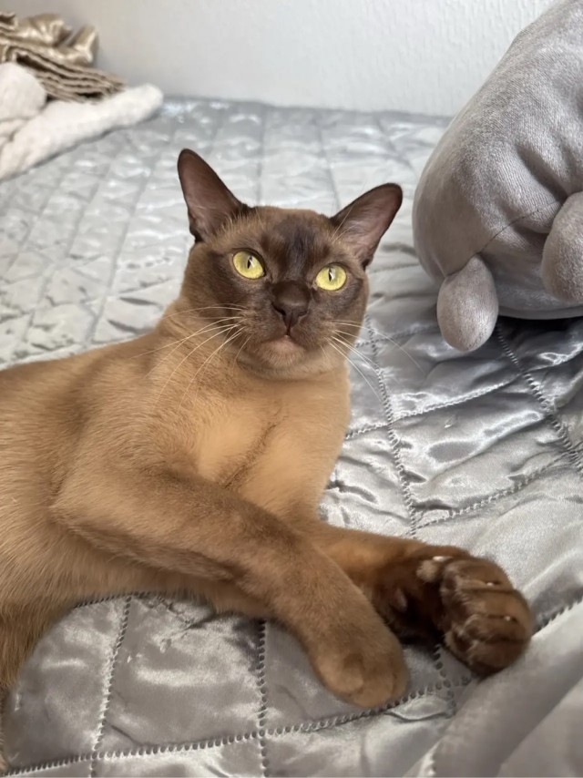 Котовторнику - Быть