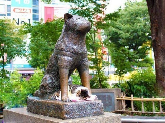Очередной котовторник