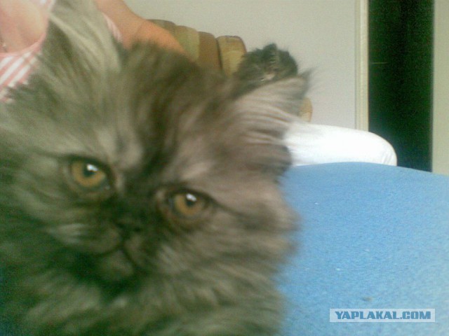 Котовторник   17.12.2013
