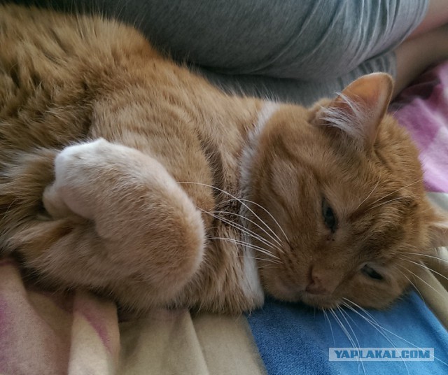 Котовторник  28.01.14