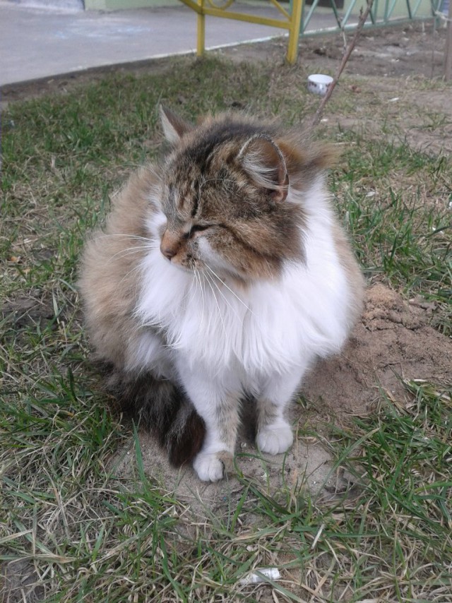 Котовторник 01.04.2014