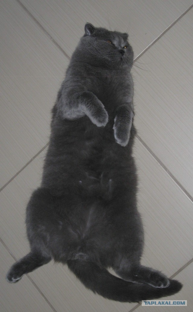 А как спит ваш кот?