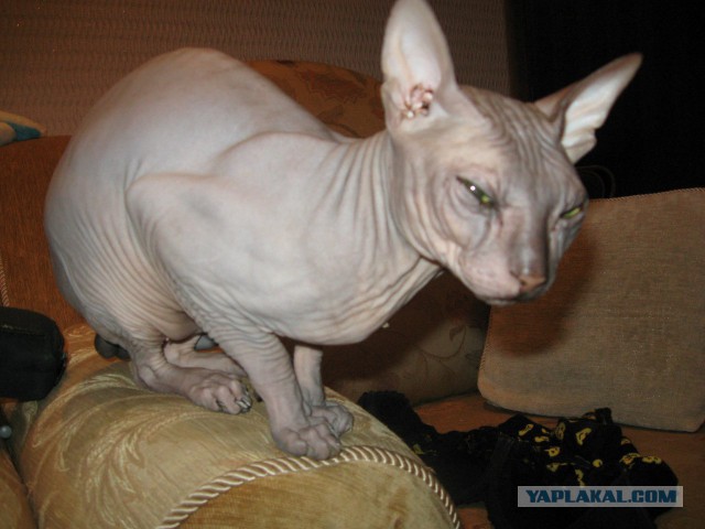 Котовторник 7.10.2014