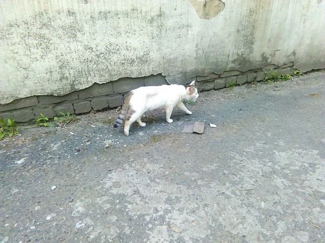 Котовторник   02.06.2015
