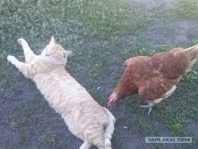 Котовторник
