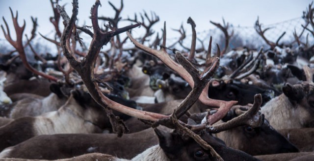 Что ненцу хорошо, русскому не понять