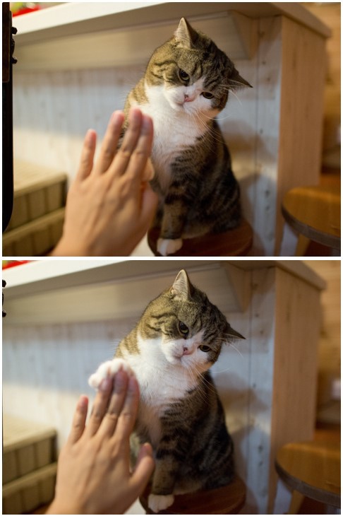 Есть два основных типа котов