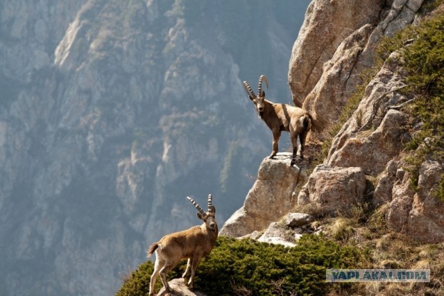 Как сегодня моего ребенка психолог тестировал