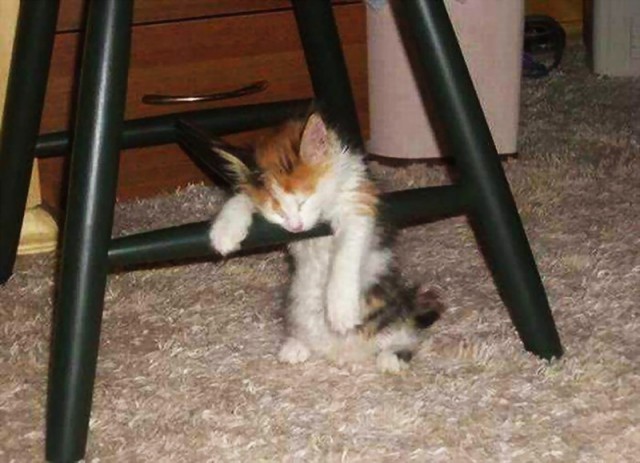 Коты из сети