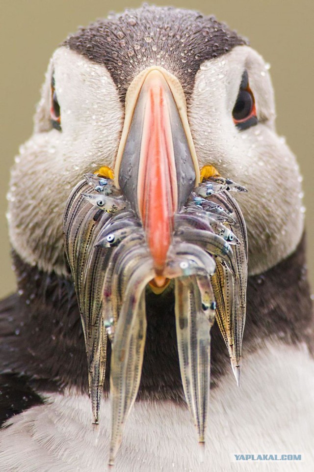 Финалисты конкурса фотографий National Geographic