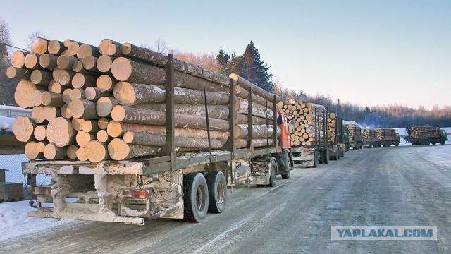 Гражданам разрешили бесплатно собирать валежник