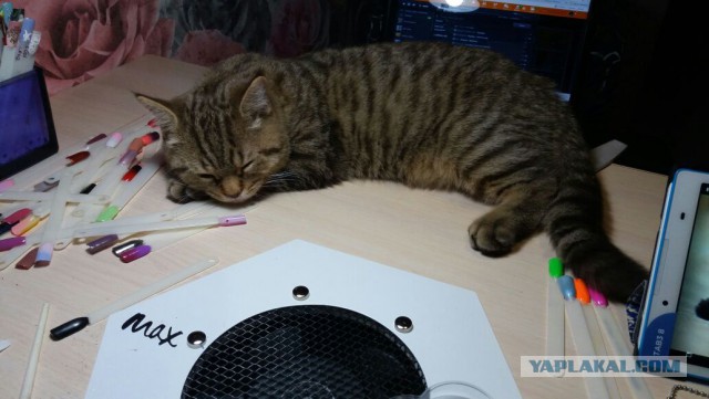 Кот без прикрас