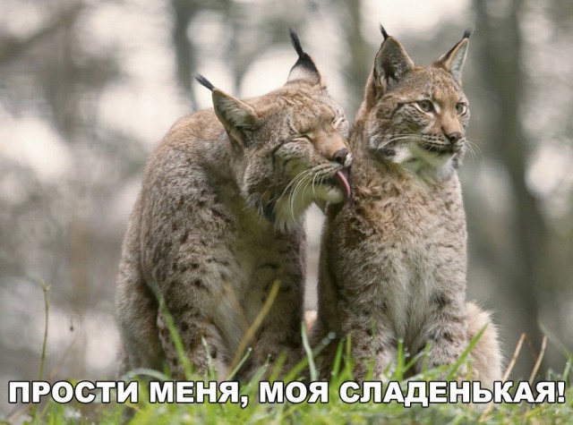 Живность из сети