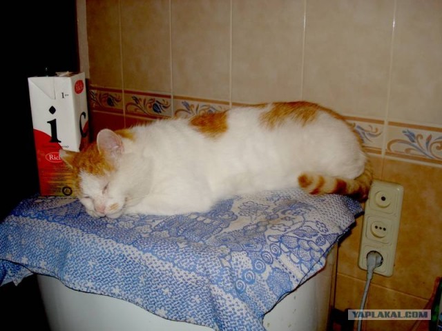 Котовторник с корниш-рексами (12 фот)