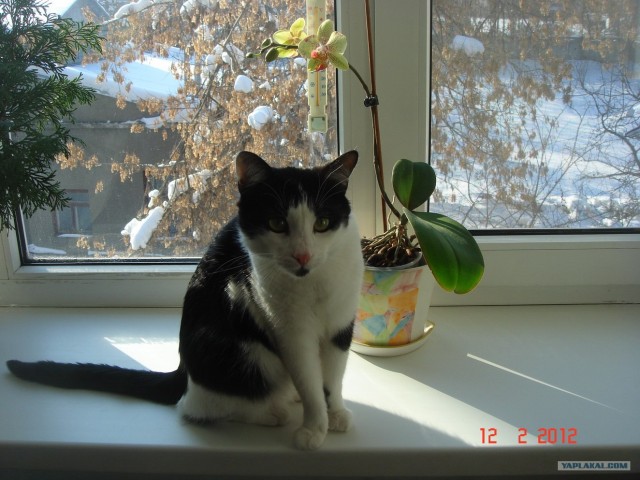 Котовторник (14.02.2012)