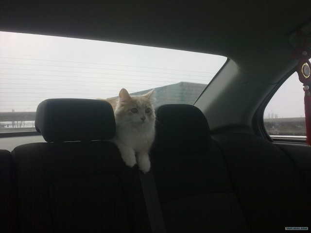Котовторник! 13.03.2012