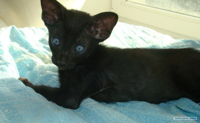 Котовторник на 26.06.12