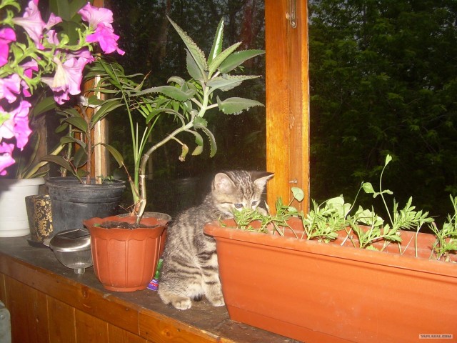 Котовторник 10. 07. 2012