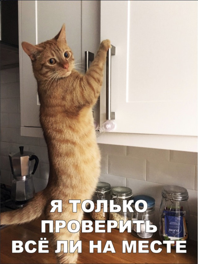 Забавные фото котеек