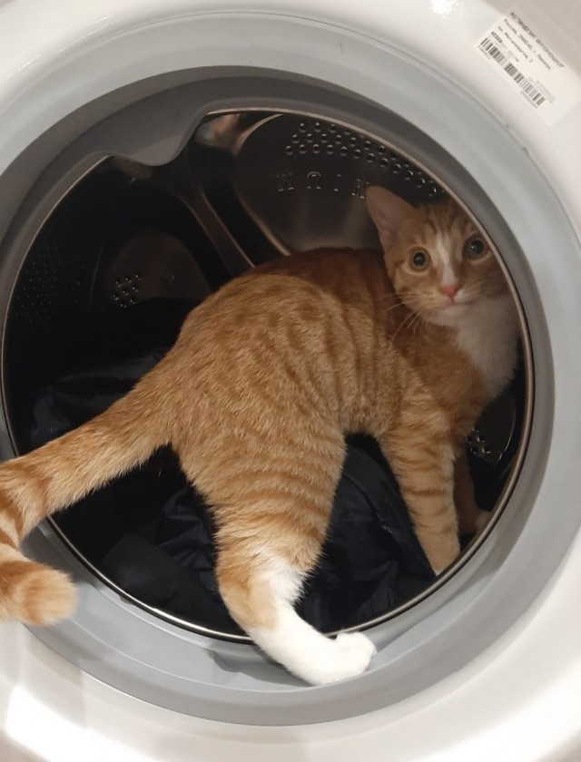 Котовторник. Пополнение семейства