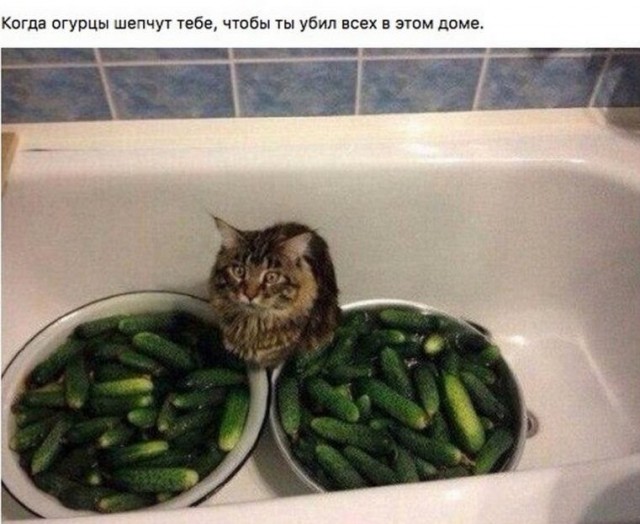 Картинки из сети 21.12.2020