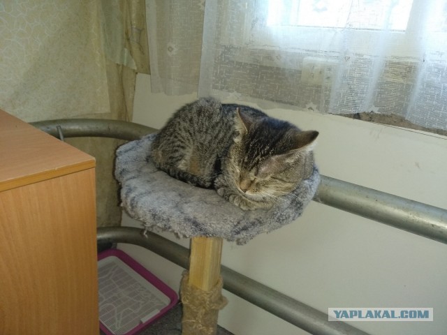 Котовторнику посвящается