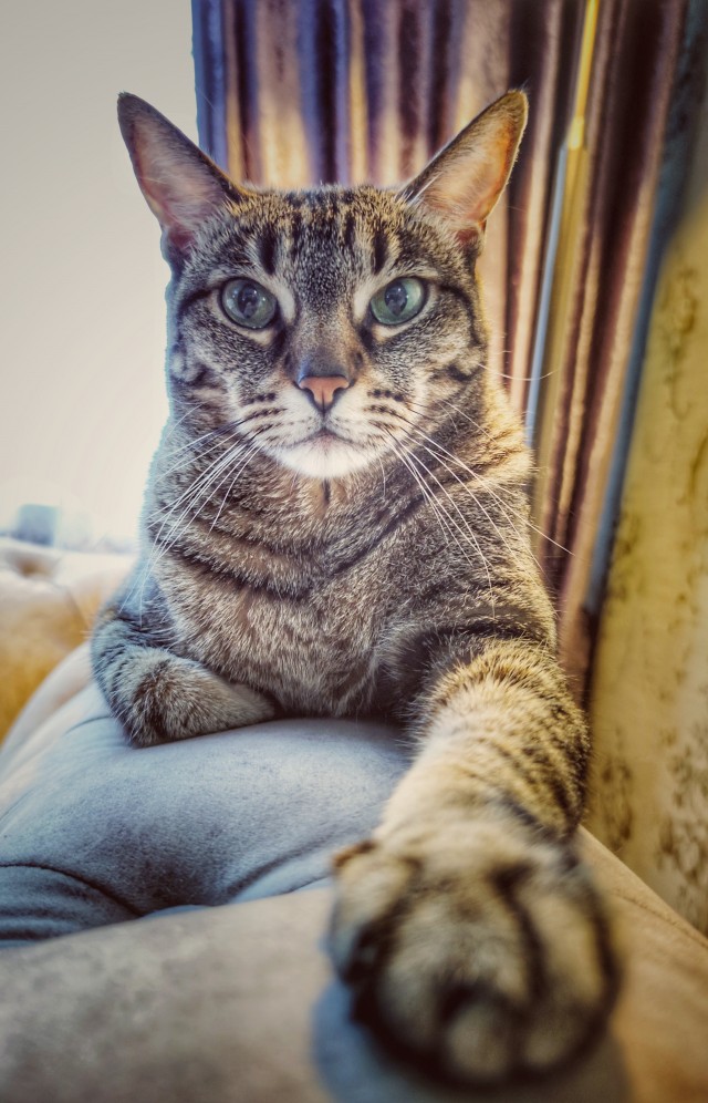 Котовторник 28.09.21