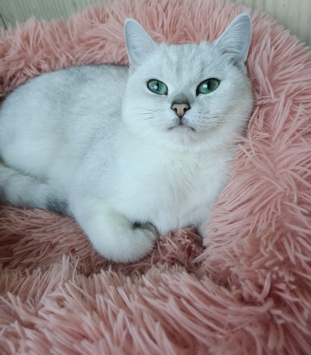 Солнце котовторника уже встало, Господа!