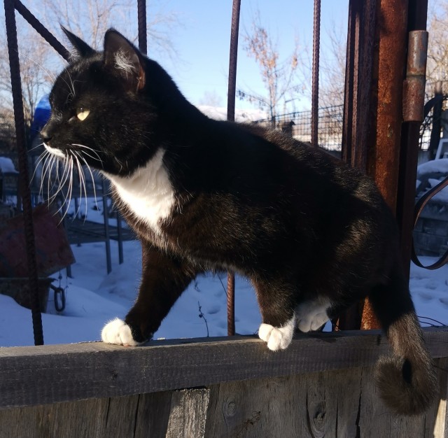 Котики не имеют национальности!!