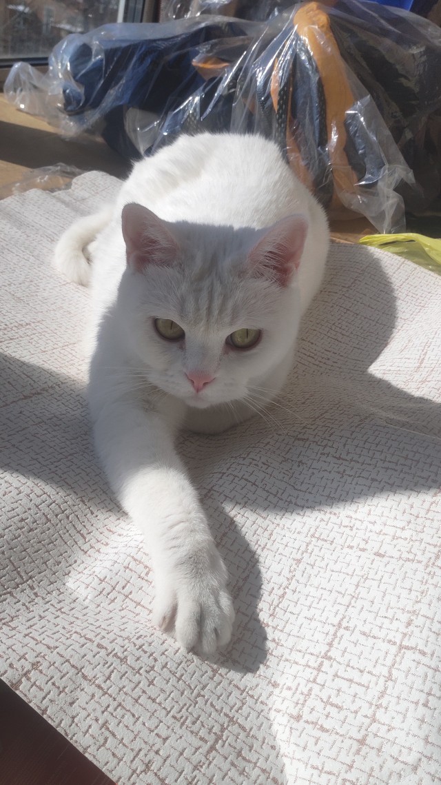А что это мы котовторник не начинаем? Время пришло!