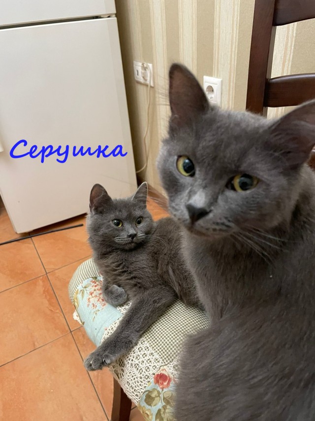 Жизнь домашнего приюта "Котоленд" 327