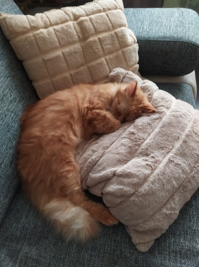 Котовторник