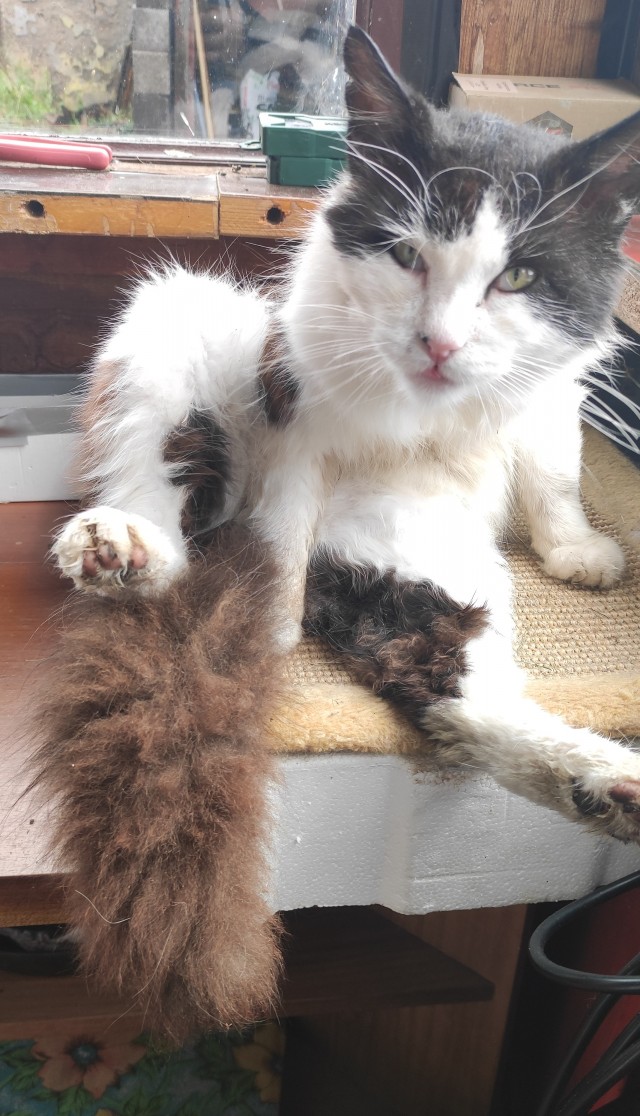 Кот