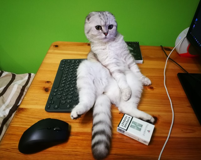 Котовторник 19.07.22