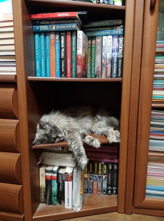 Котовторник 19.07.22
