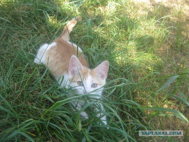 Жизнь домашнего приюта для котеек 408