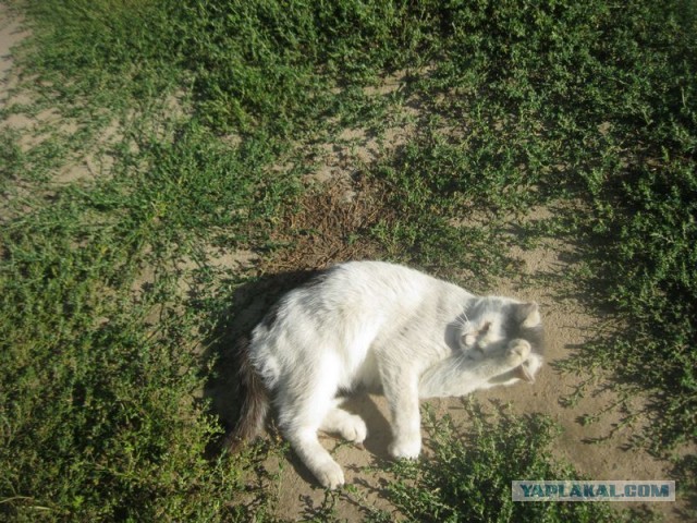 Жизнь домашнего приюта для котеек 410