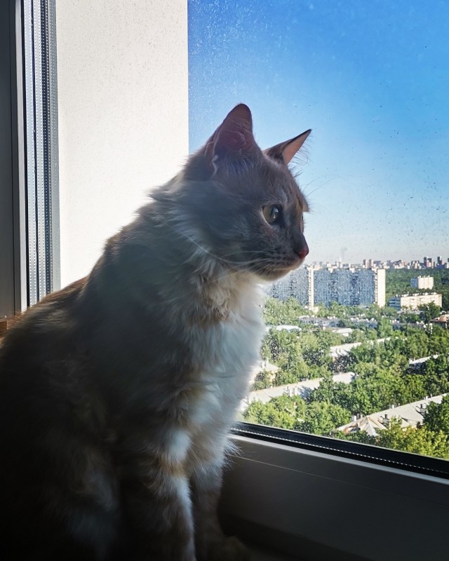 Мой Песдюк