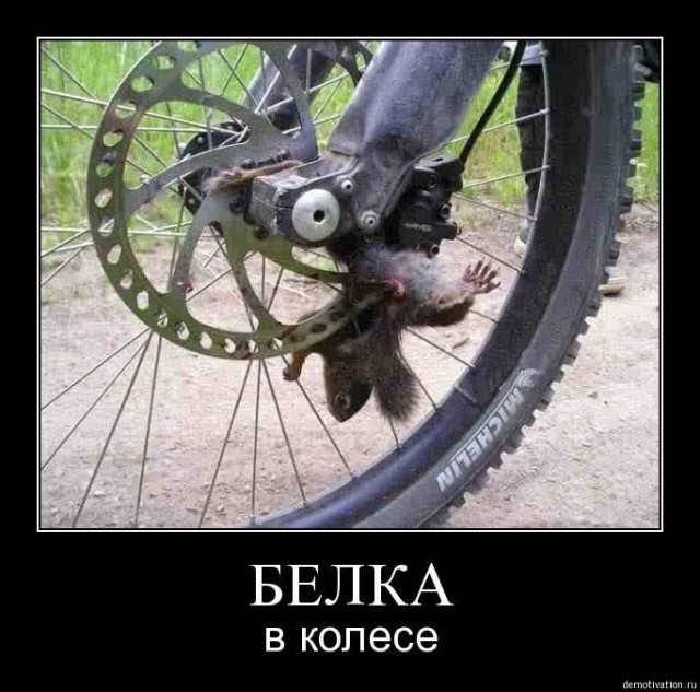 Вы видали, как фотографируют белок?