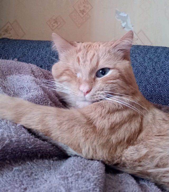Котовторник. Было - стало