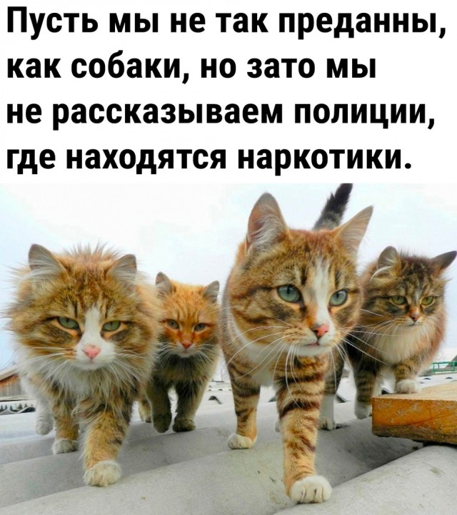 Так себе картинки 20.07.23